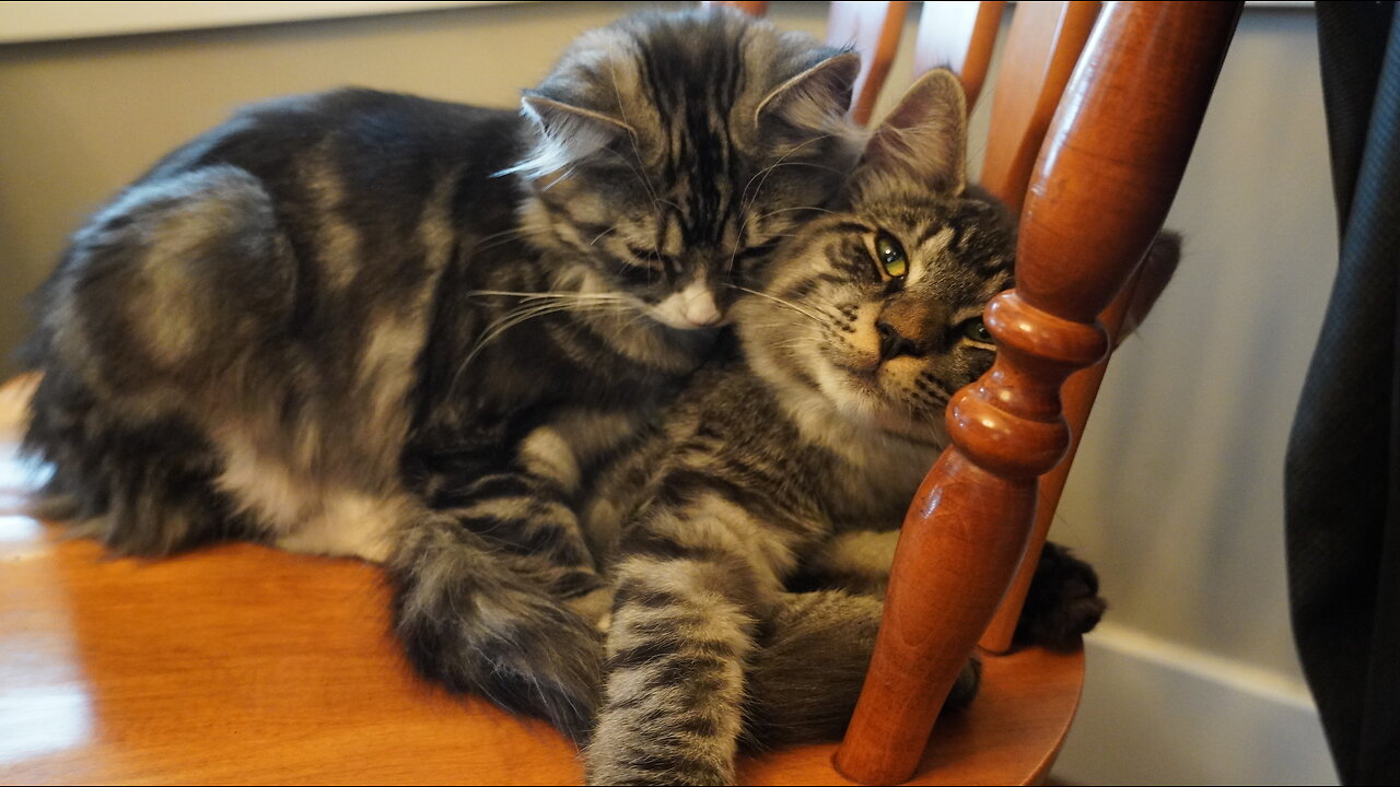 Are They CUDDLING…or FIGHTING?