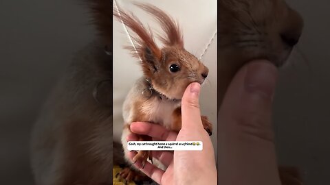 Кот принёс домой белку и она стала его лучшим другом