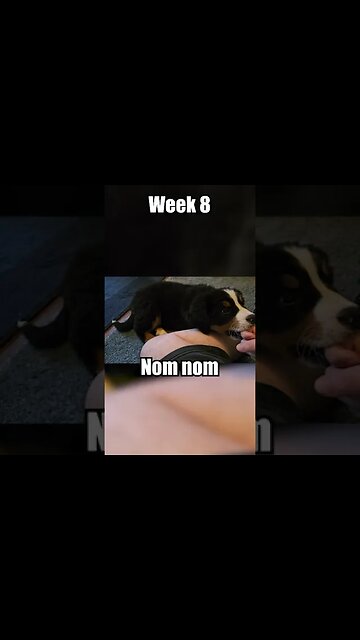 🐕Come meet Rosie the🐕Bernese Mountain Dog Puppy🐕 - Week 8 -Play Time!🏡#cute #cutedog