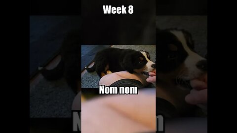 🐕Come meet Rosie the🐕Bernese Mountain Dog Puppy🐕 - Week 8 -Play Time!🏡#cute #cutedog