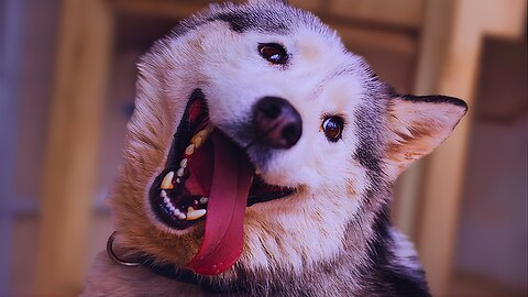 😂 Funniest Animal Videos Pets Doing the Silliest Things 😹| Instant Mood Boost!