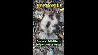 Only one tiny kitten survived and narrowly avoided being burned. #kittenrescue #irish