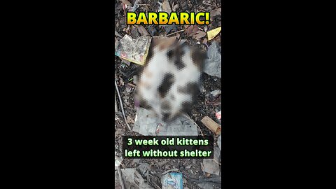 Only one tiny kitten survived and narrowly avoided being burned. #kittenrescue #irish