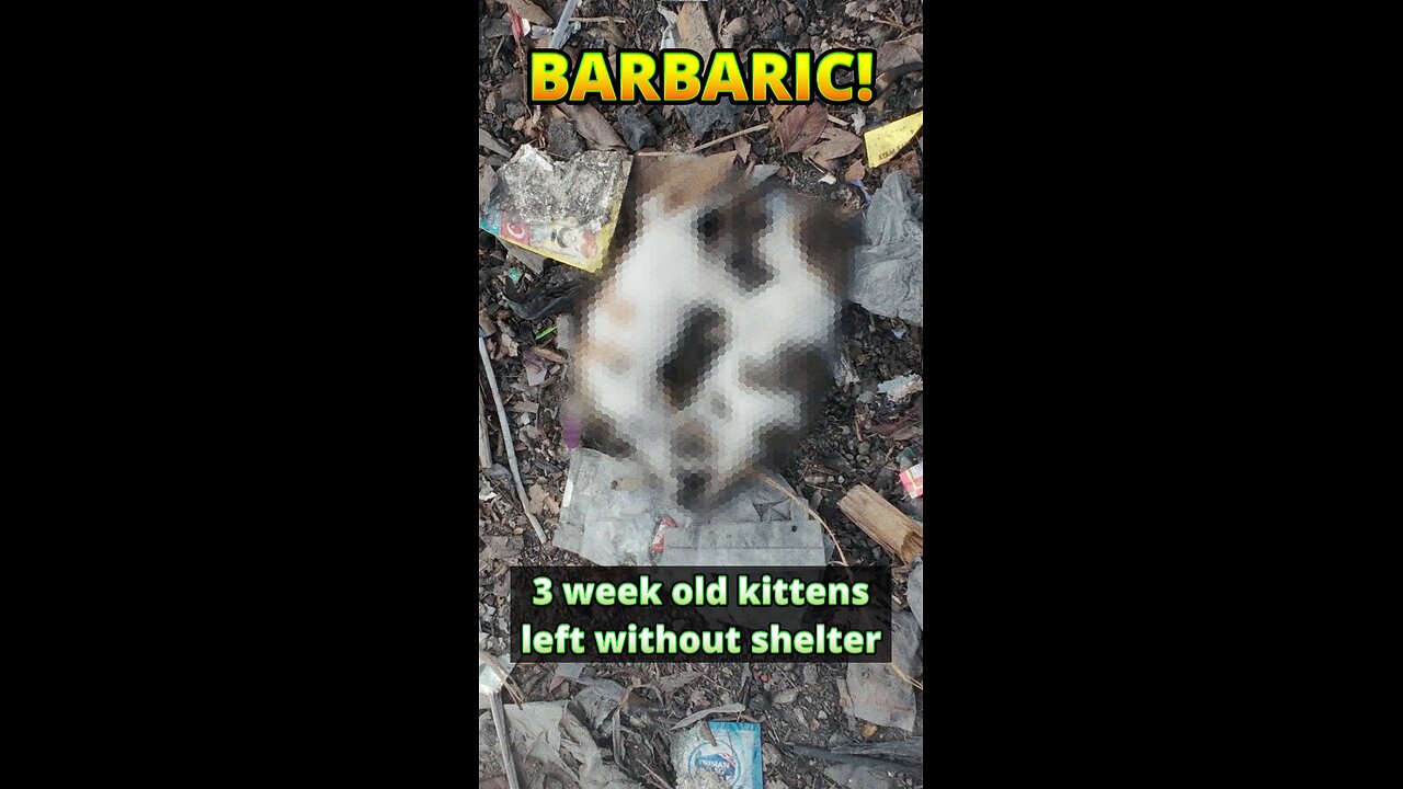 Only one tiny kitten survived and narrowly avoided being burned. #kittenrescue #irish