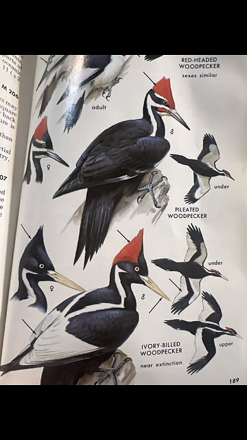 W.ild Woodpecker on a Live Oak tree branch off the North Black creek Florida