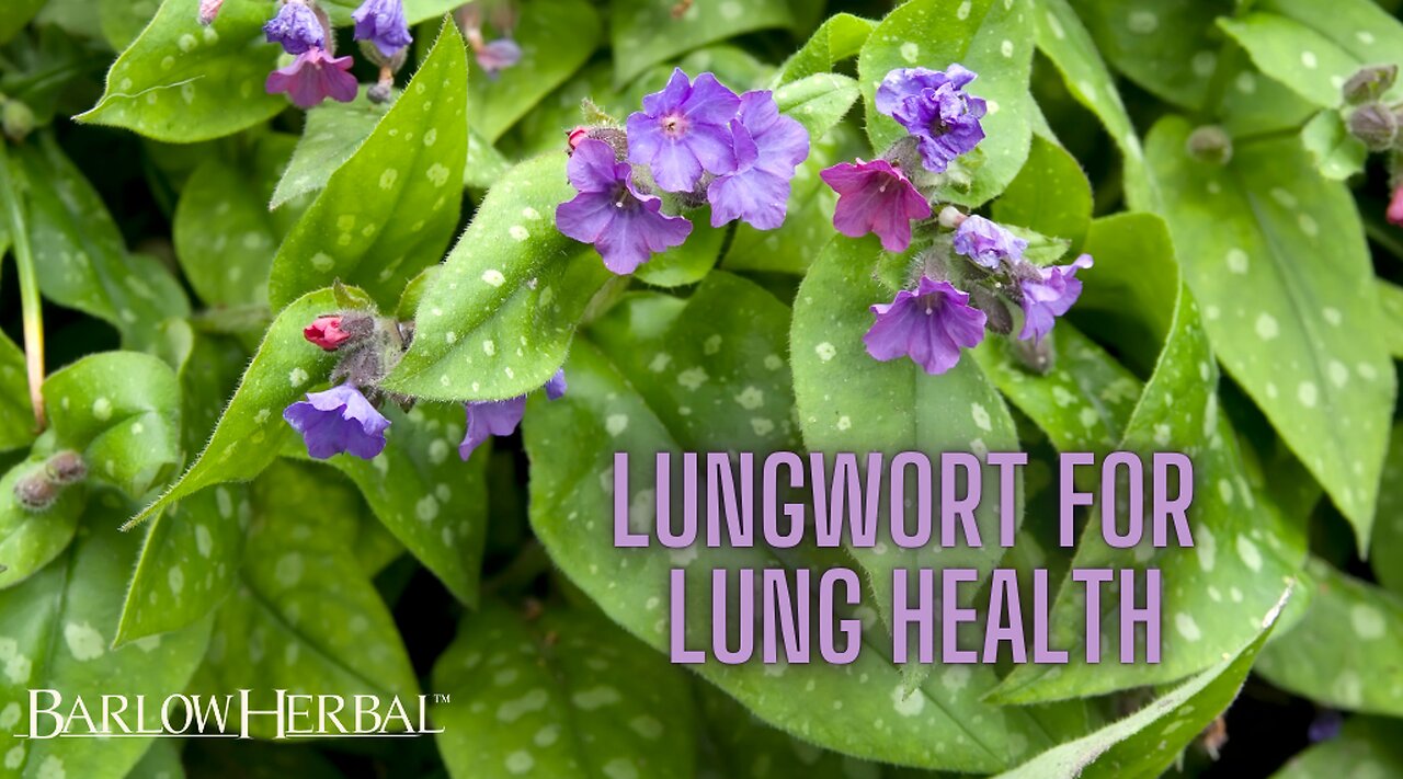 The Health Benefits of Lungwort