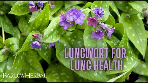 The Health Benefits of Lungwort