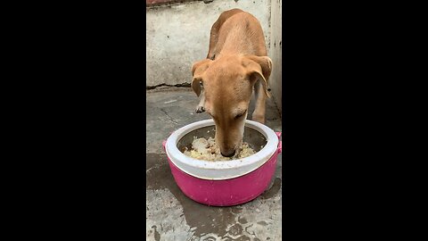 Love Stray Dogs!