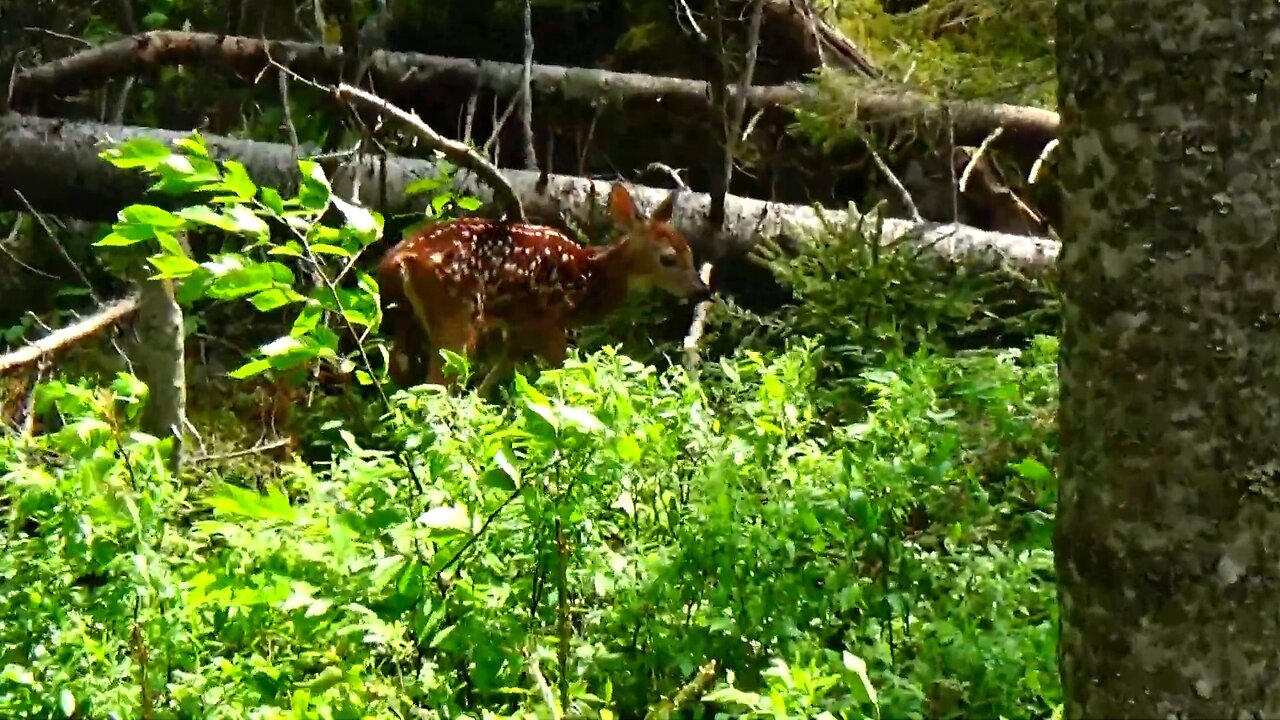 Deer Fawn
