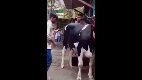 entertainment,🐄🐄