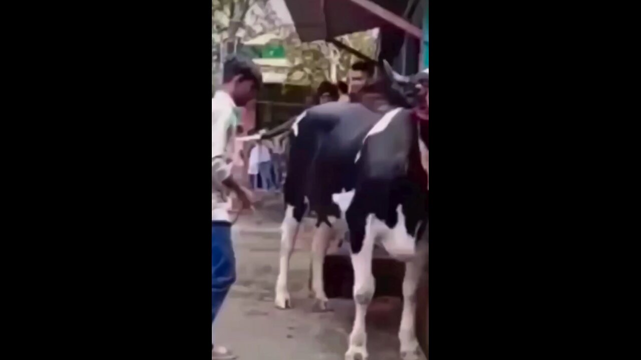 entertainment,🐄🐄