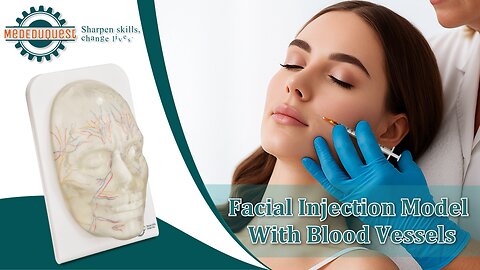 Transparent Injection Face model with Blood Vessels and Nerves