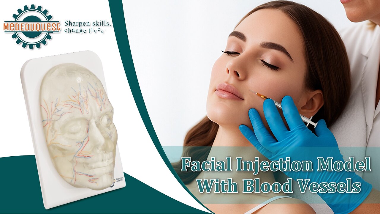 Transparent Injection Face model with Blood Vessels and Nerves