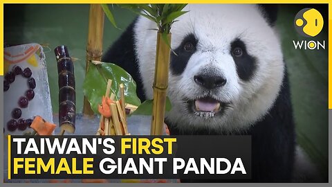 Taiwan Gets Its First Female Giant Panda, Taipei Zoo Celebrates 12th Birthday Of 'Yuanzai' | WION
