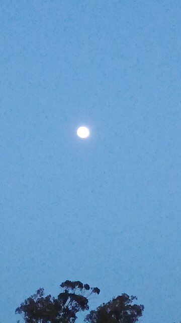 Drac demonratbmoon spying on 5