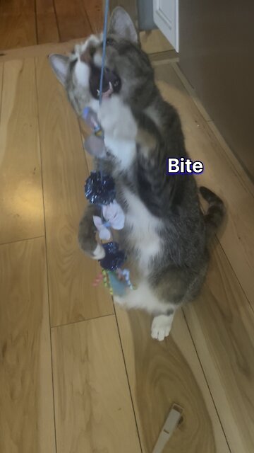 Cat plays with toy