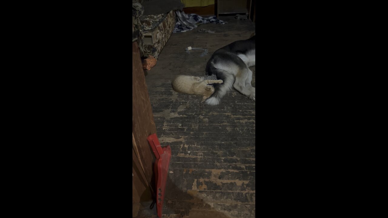 Momo and Ivar’s tail