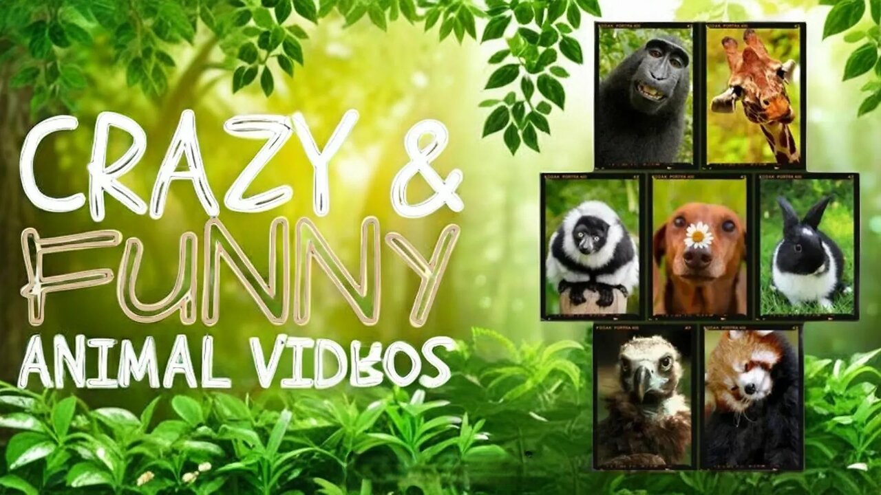 Funniest Animals Moments Ever Caught on Camera ep-11