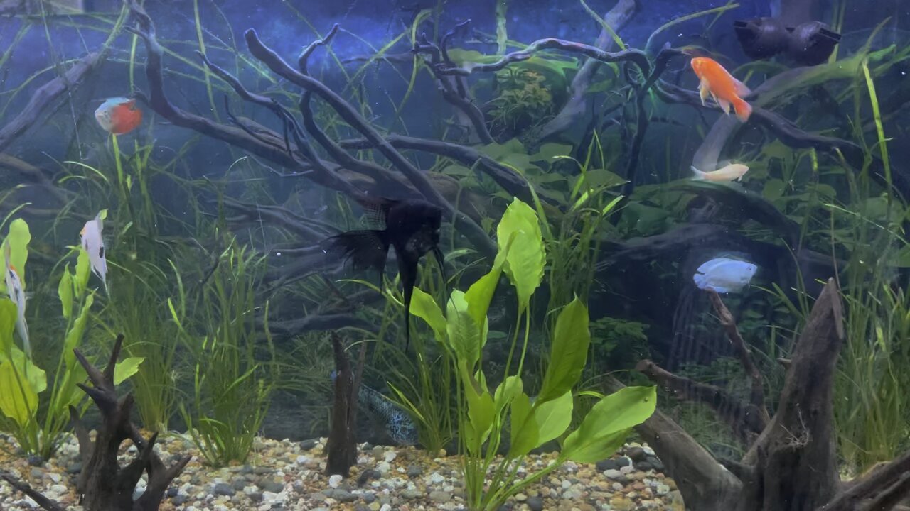 Fish tank
