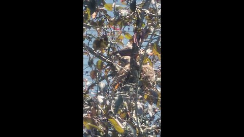 Robins 07 29 2025