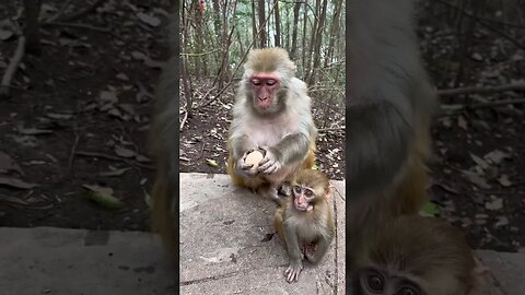 Funny monkey #45