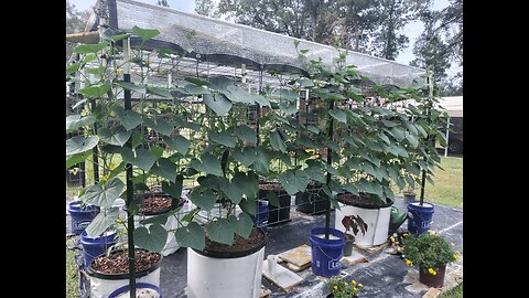 Fourth Hossinator Container Cucumber Harvest 8/30/25