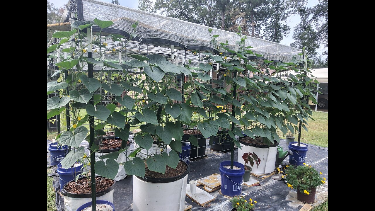 Fourth Hossinator Container Cucumber Harvest 8/30/25