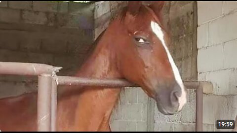 Funniest ANIMAL Videos of March Makes Me LAUGH Like I Haven't In YEARS!
