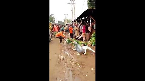 Funny videos