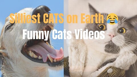 Silliest CATS on Earth 😂 Funny Cats Videos