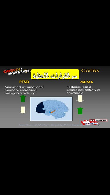 Immediate Decisions: The Neuroscience of Snap Judgments #DecisionMaking #Neuroscience...