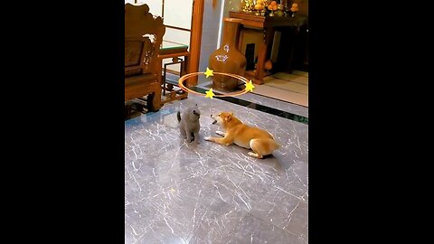 Animasl Comedy #animalscomady #funney