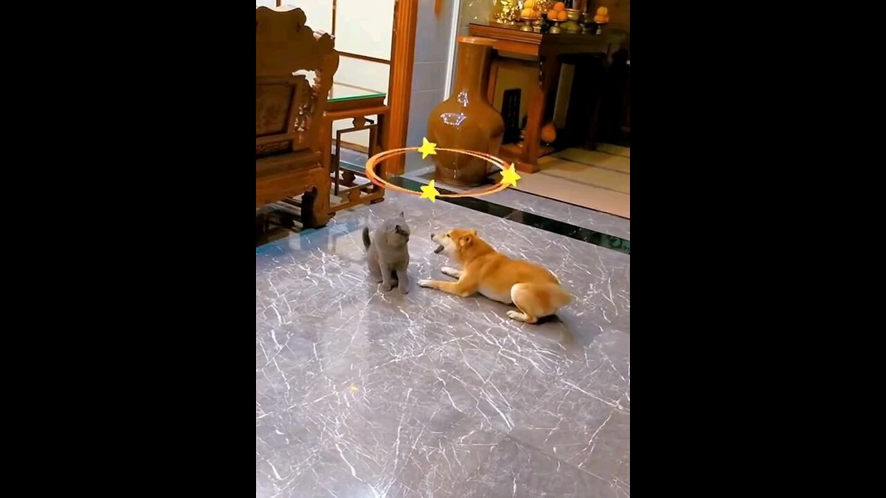 Animasl Comedy #animalscomady #funney