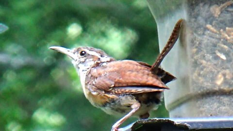 Wren