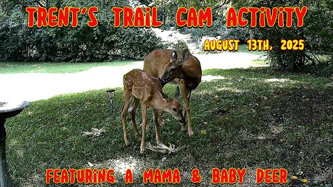 Trent's Trail Cam Activity - Mama & Baby Deer - August 13th, 2025