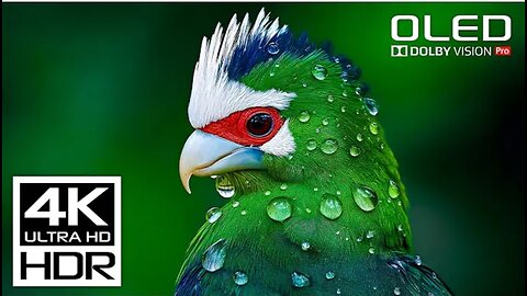 SPECIAL 4K Video Dolby Vision 4K 60FPS HDR Video