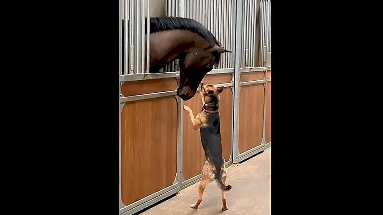 Funniest Animals Videos Part 90
