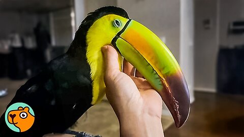 Wild Toucan Purrs Like a Cat and Flies Around the House | Cuddle Buddies 