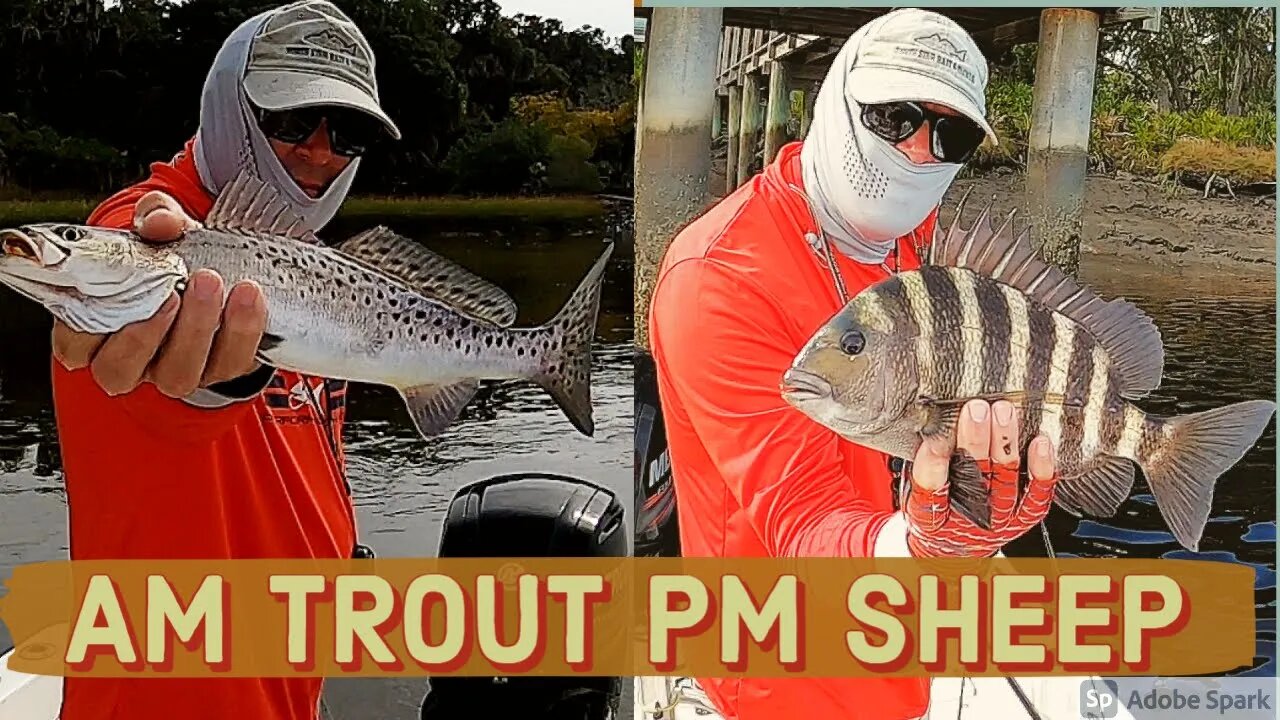 Morning Trout and Afternoon Sheep