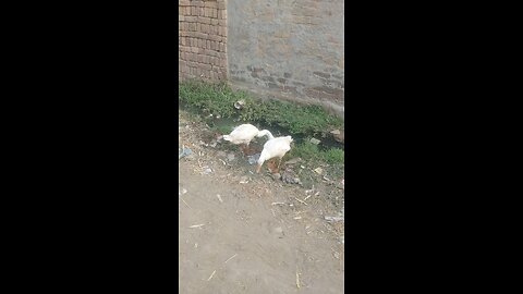 big ducks simple life real life only vedio beautiful