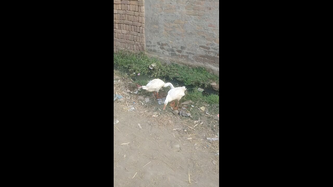 big ducks simple life real life only vedio beautiful