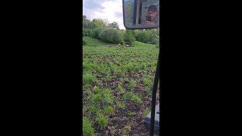 Got some more heifers out