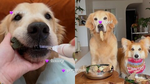 Life After Getting a Dog 🐶 | Realistic Cleaning & Cute Pet Moments | Mid-Year Deep Clean Vlog