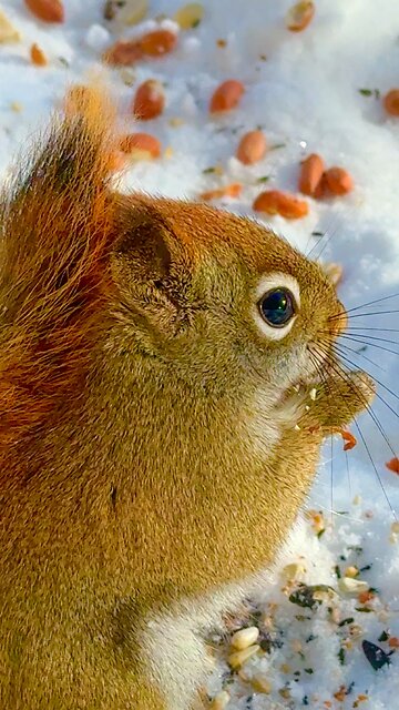 Red American Squirrel in Cold Winter