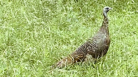 Mother Turkey