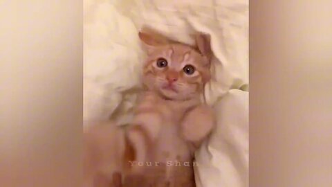 cute🥰 cat Funny 🤣Video Part7