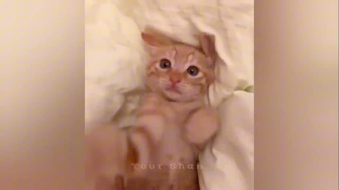 cute🥰 cat Funny 🤣Video Part7