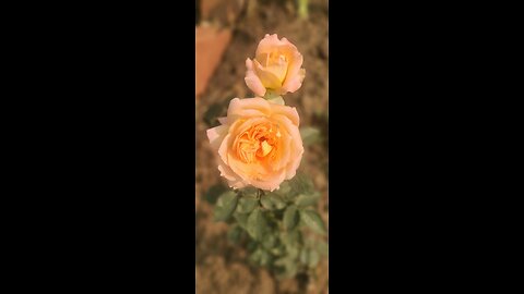 Floral mood activated 💐✨ Floral mood activated 💐✨