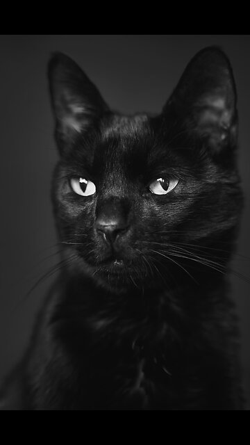 "Claws vs. Horns: The Ultimate Face-Off"