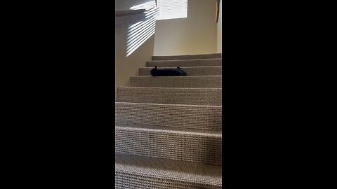 Playing cat